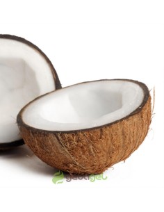 COCCO RAPÈ